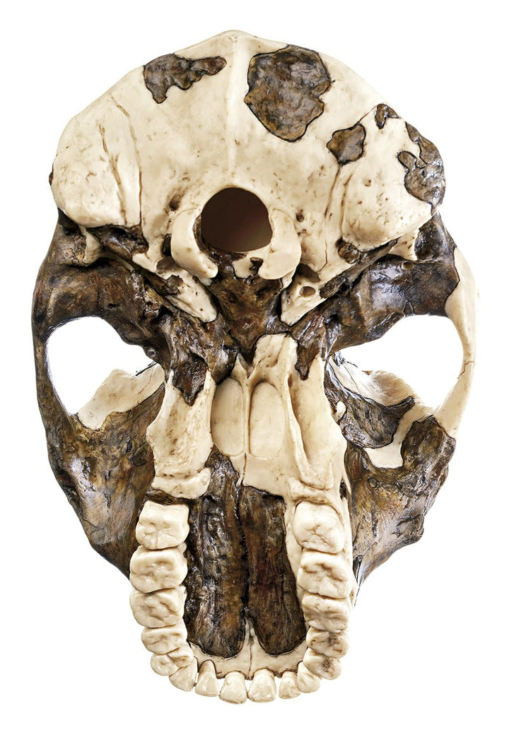 SOMSO Reconstruction of a skull of Paranthropus aethiopicus