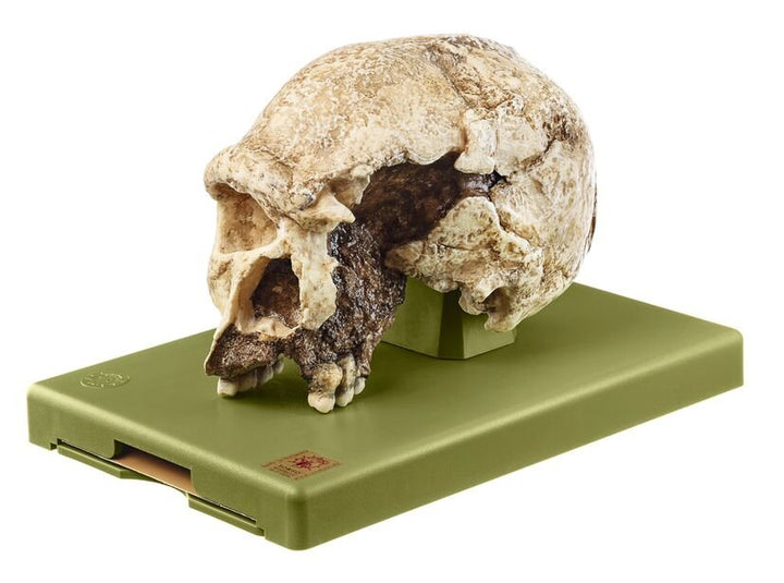 SOMSO The Steinheim Skull Homo heidelbergensis