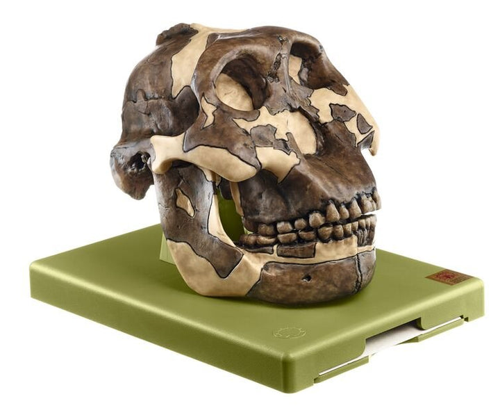 SOMSO Reconstruction of the Skull of Paranthropus boisei