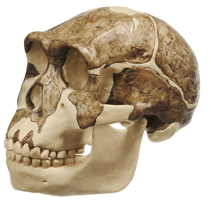 SOMSO Reconstruction of the Skull of Homo ergaster (KNM-ER 3733)