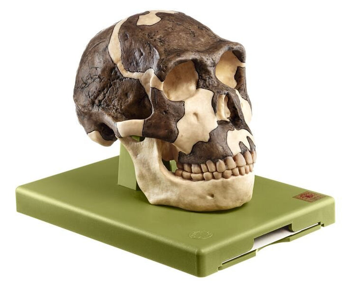 SOMSO Reconstruction of the Skull of Homo ergaster (KNM-ER 3733)