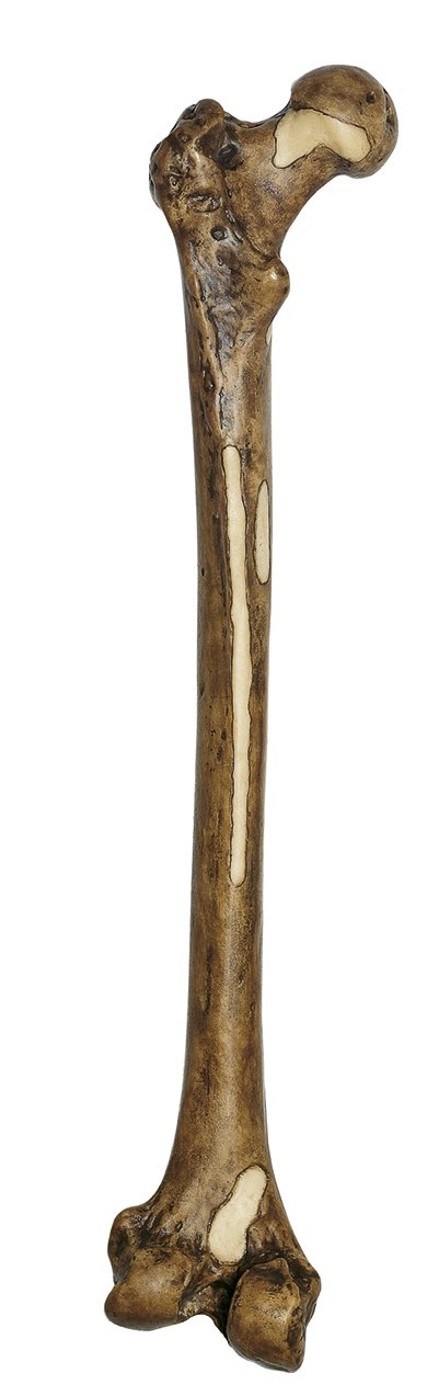 SOMSO Reconstruction of Femur of Homo erectus (Trinil 3)