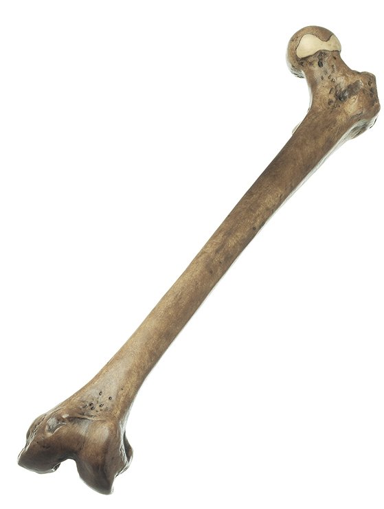 SOMSO Reconstruction of Femur of Homo erectus (Trinil 3)