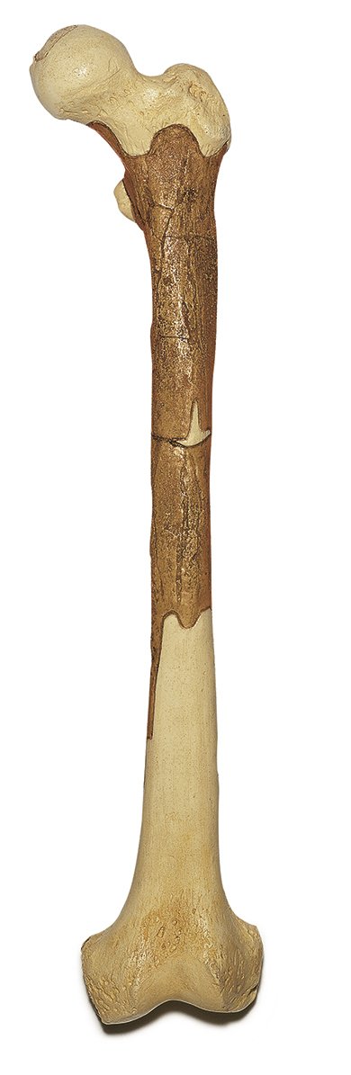 SOMSO Reconstruction of Femur of Homo ergaster