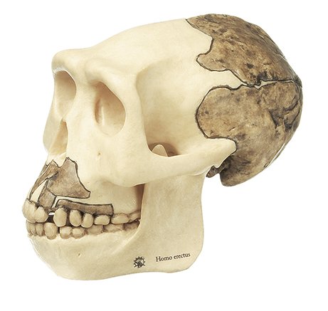 SOMSO Reconstruction of the Skull of Homo erectus