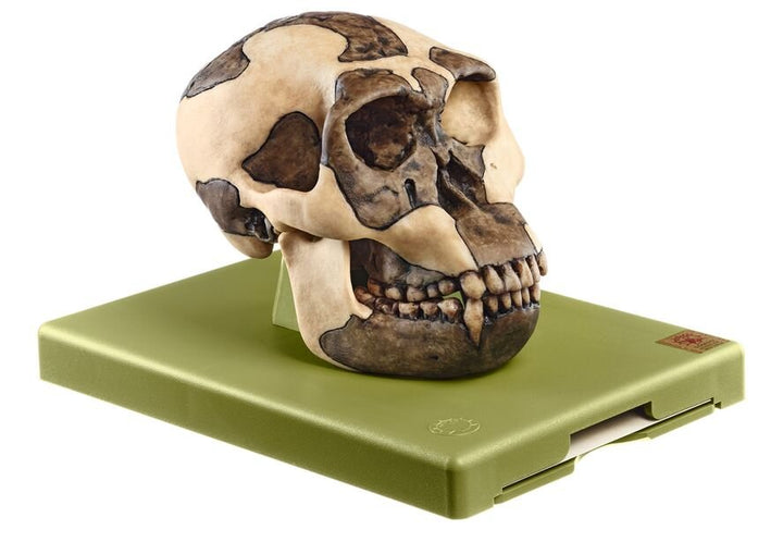 SOMSO Reconstruction of the Skull of Homo habilis (O.H. 24)