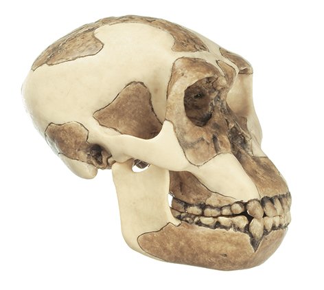 SOMSO Reconstruction of the Skull of Homo habilis (O.H. 24)