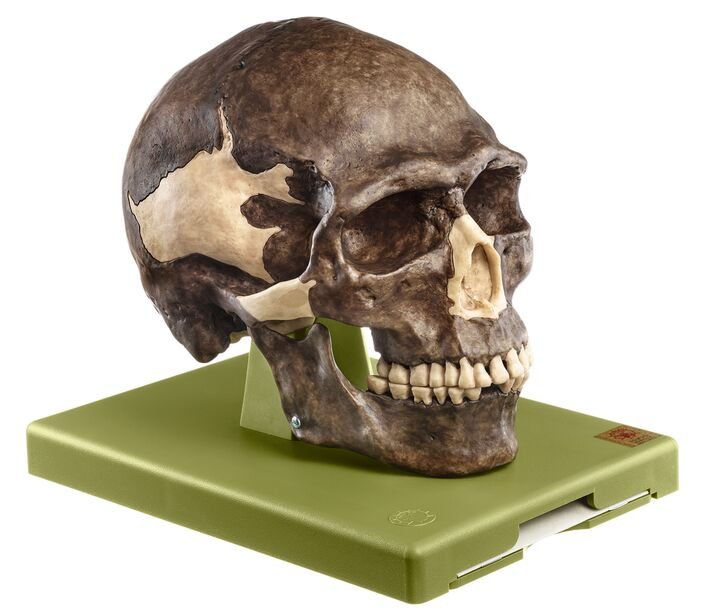 SOMSO Reconstruction of the Skull of Homo sapiens