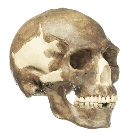 SOMSO Reconstruction of the Skull of Homo sapiens