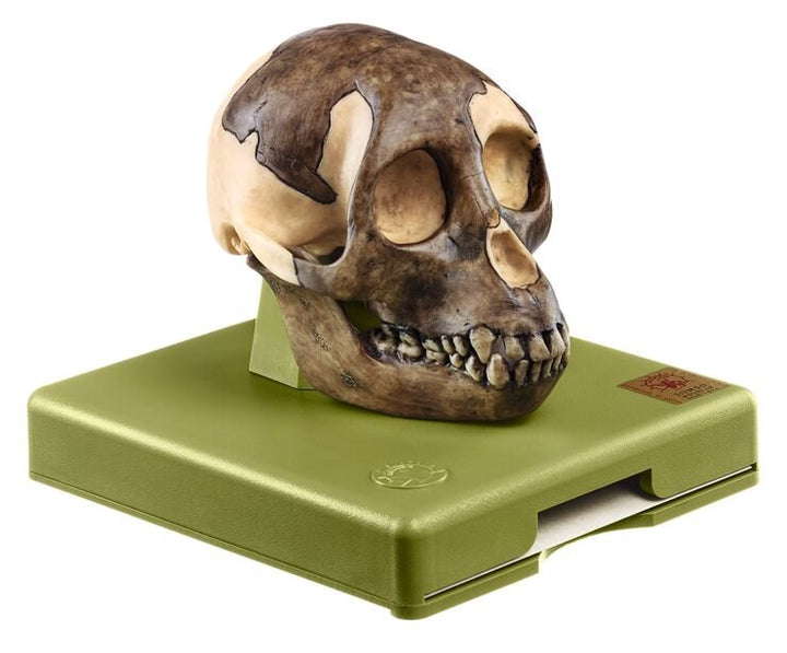 SOMSO Reconstruction of the Skull of Proconsul africanus