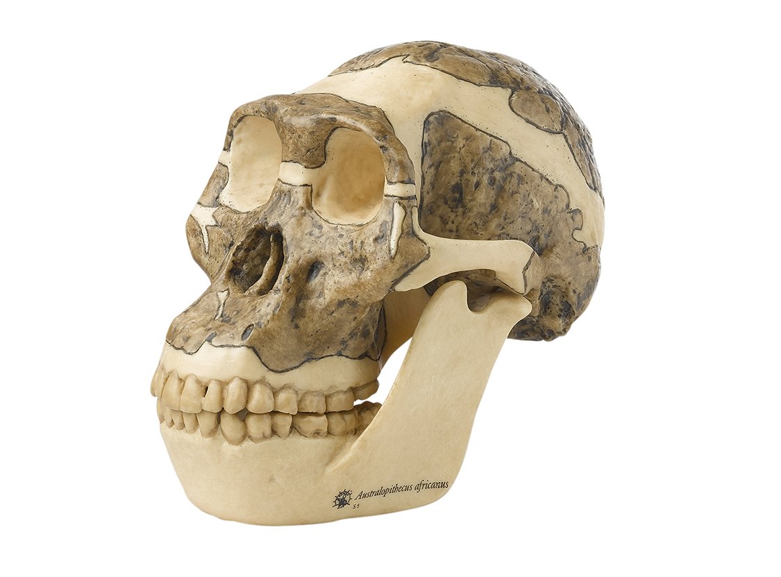 SOMSO Reconstruction of a Skull of Australopithecus africanus