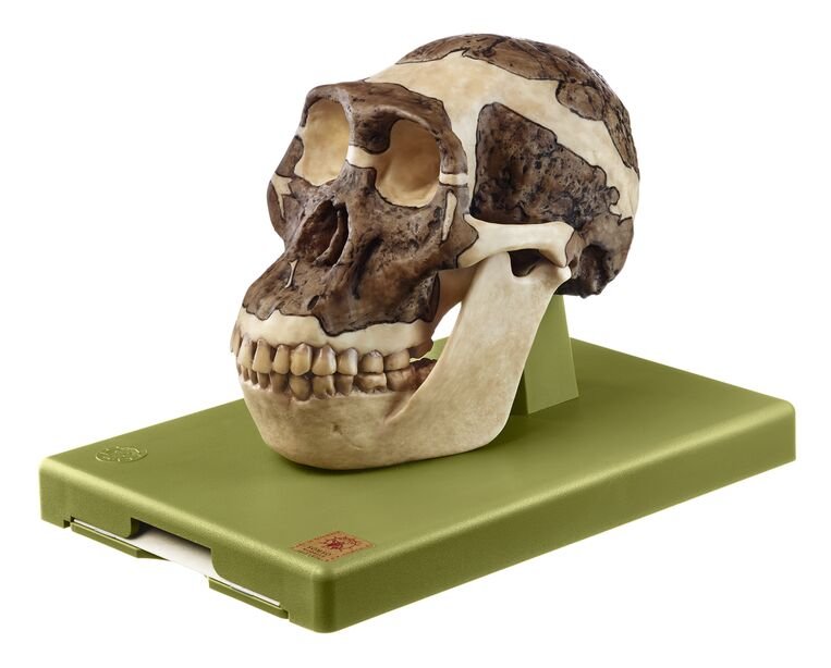 SOMSO Reconstruction of a Skull of Australopithecus africanus