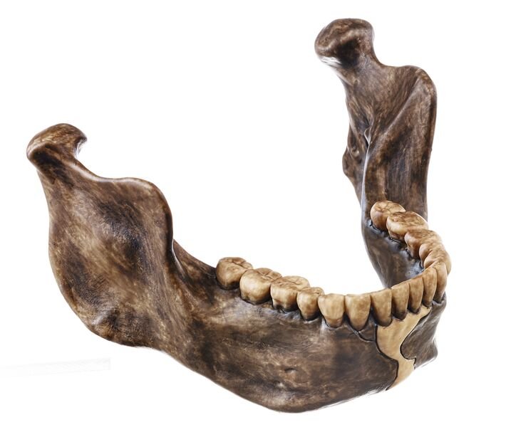 SOMSO Lower Jaw from Mauer near Heidelberg, Homo heidelbergensis