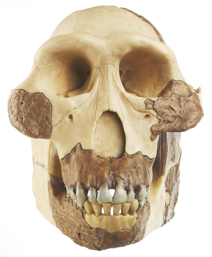 SOMSO Reconstruction of Australopithecus afarensis