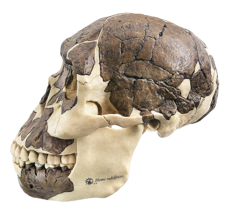 SOMSO Reconstruction of a skull of H. rudolfensis