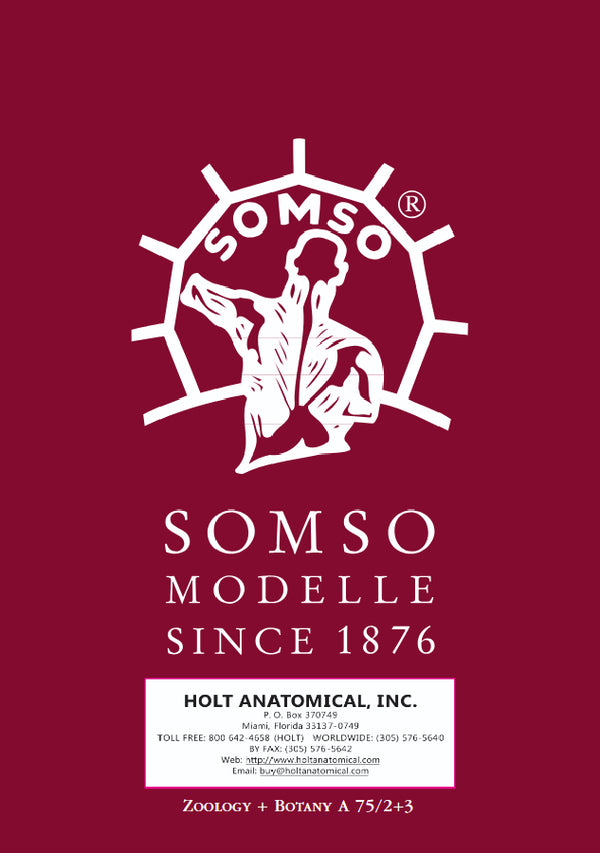 Somso Zoology and Botany Catalogue