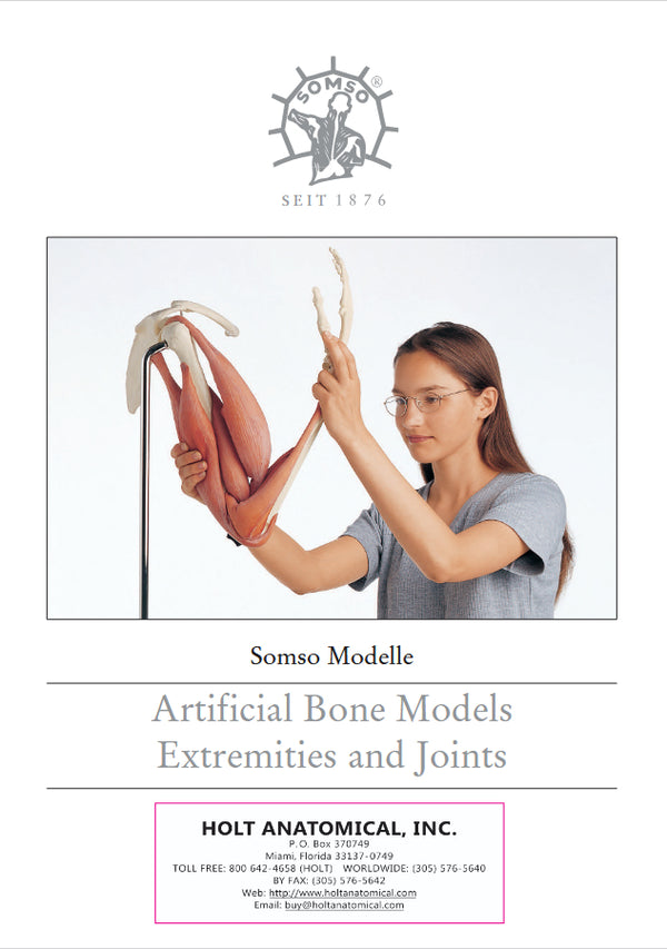 Somso Artificial Bone Models