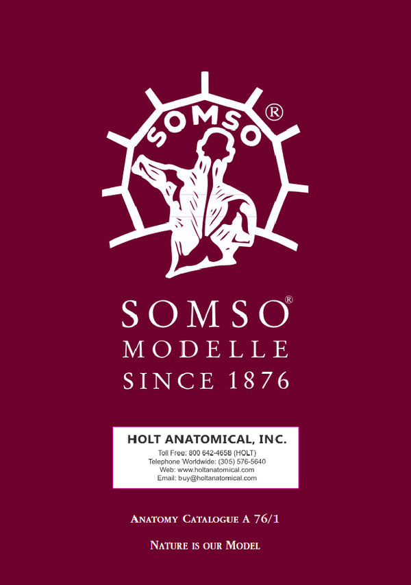 Somso Anatomy Catalogue