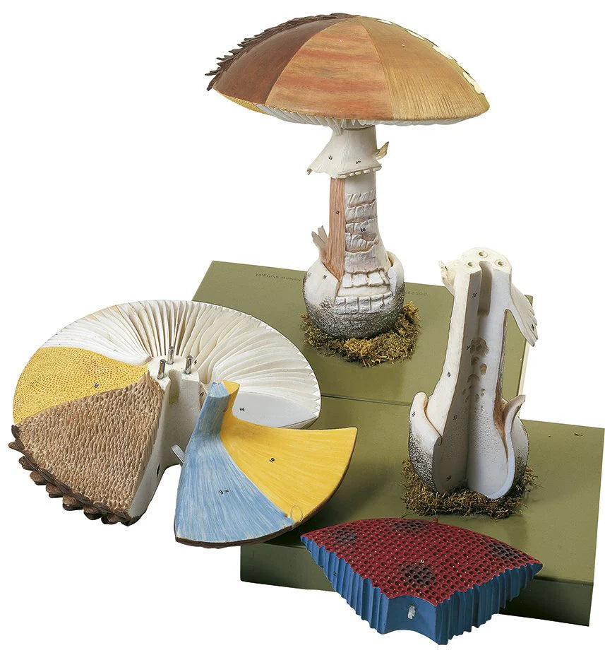 SOMSO Botany Models