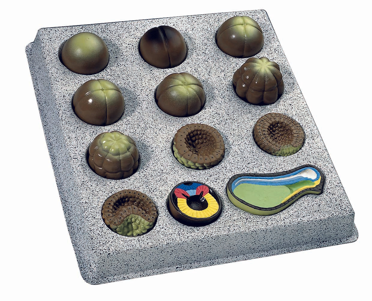 3B Embryo Development 12 stages 12-part