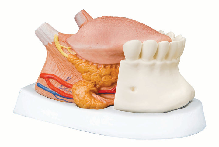 3B Tongue Model 2.5 times life-size 4-part
