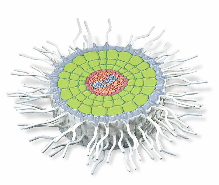3B Absorption Zone of the Root relief model enlarged