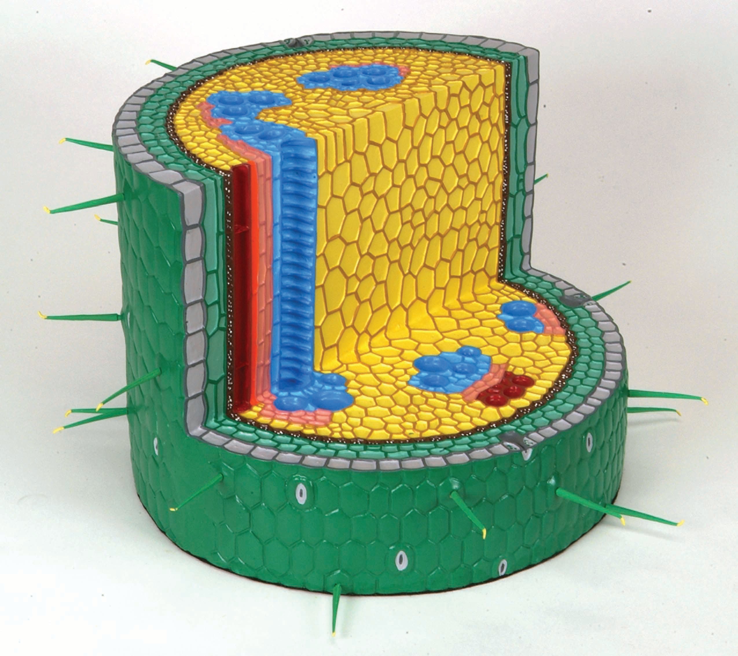 3B Dicotyledonous Plant Stalk cross-section