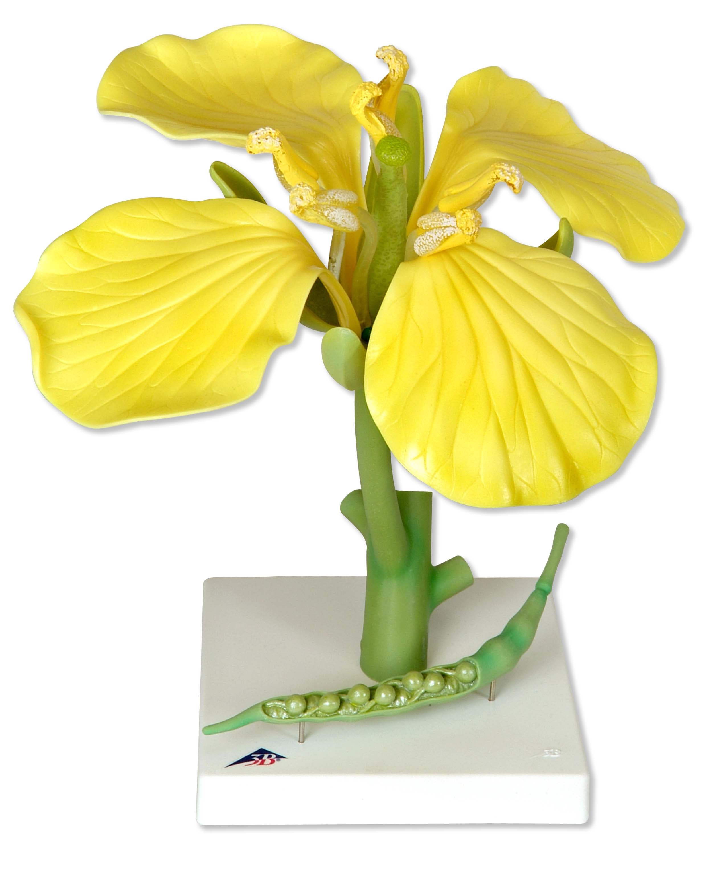 3B Oilseed rape (Brassica napus ssp. oleifera)