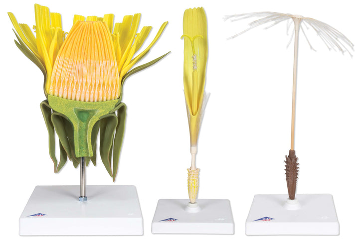 3B Dandelion (Taraxacum Officinale)