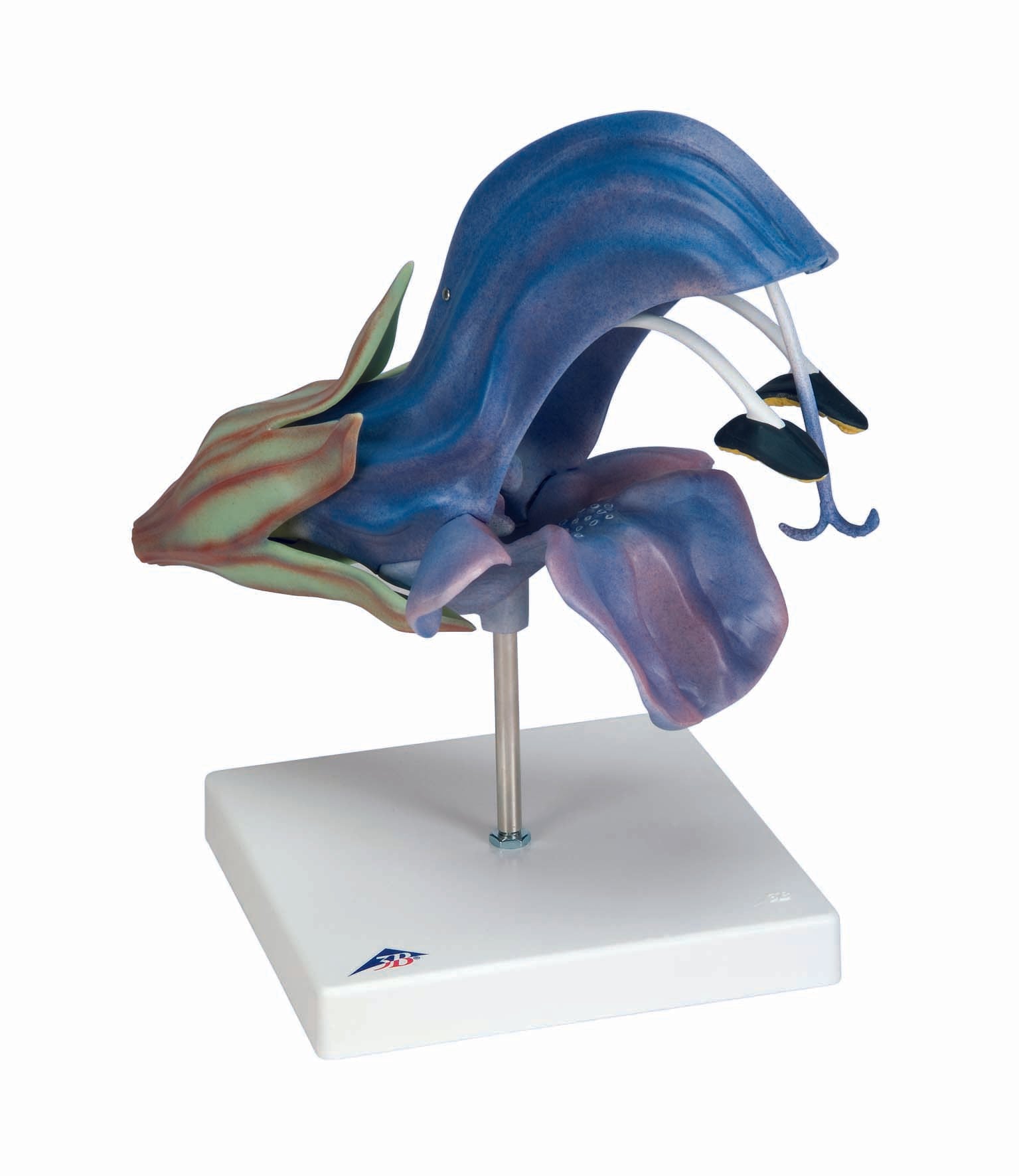 3B Meadow clary (Salvia pratensis)