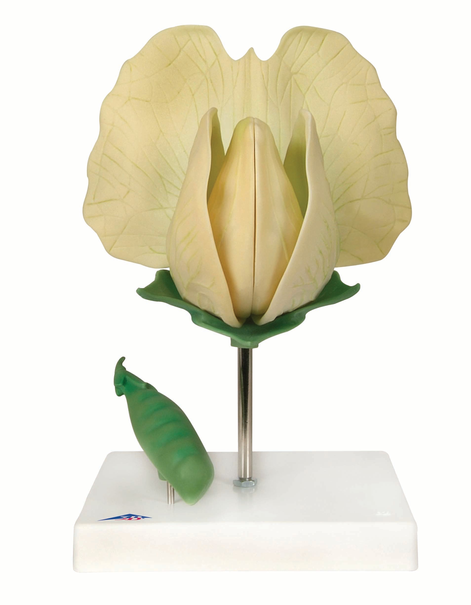 3B Pea (pisum sativum)