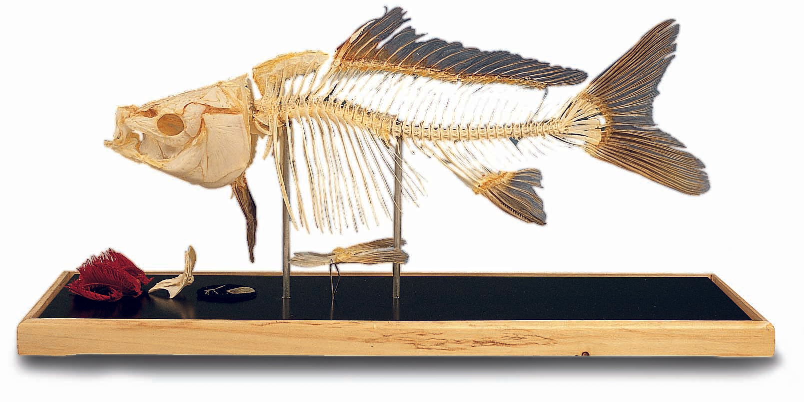 3B Fish Skeleton in Plastic Case Plexi Glass Case