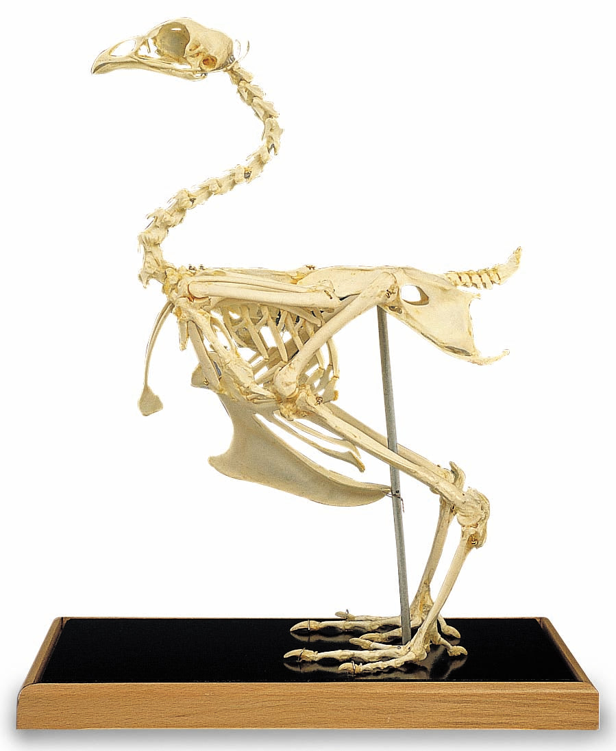 3B Chicken Skeleton w/PlasticCase (Plexi-Glass Case)