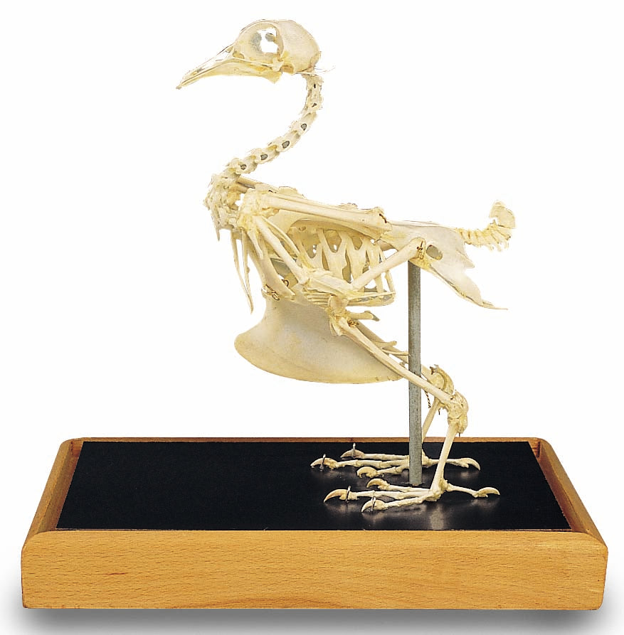 3B Dove Skeleton in Glass Case