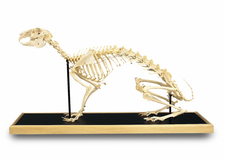 3B Hare Skeleton in Glass Case