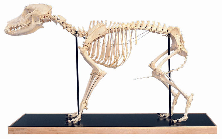 3B Dog skeleton on wooden base