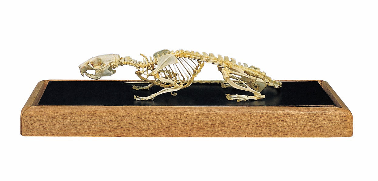 3B Rat Skeleton in Glass Case