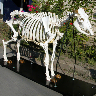 3B Cow Skeleton on Wooden Base
