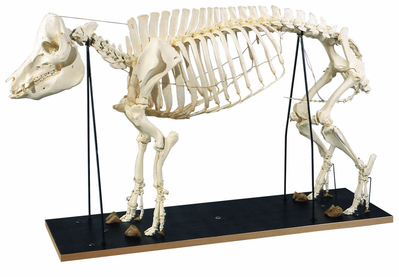 3B Pig Skeleton on Wooden base