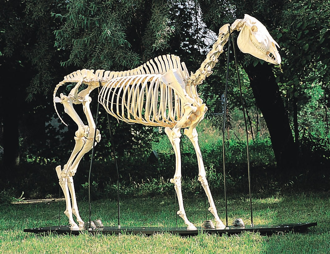 3B Horse Skeleton on Wooden Base