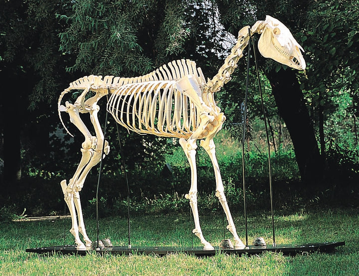 3B Horse Skeleton on Wooden Base