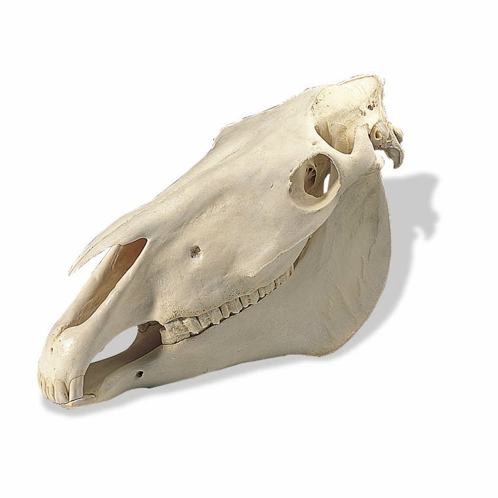 3B Horse Skull