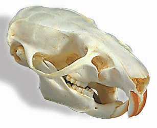 3B Hare Skull