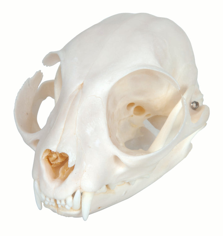 3B Cat Skull
