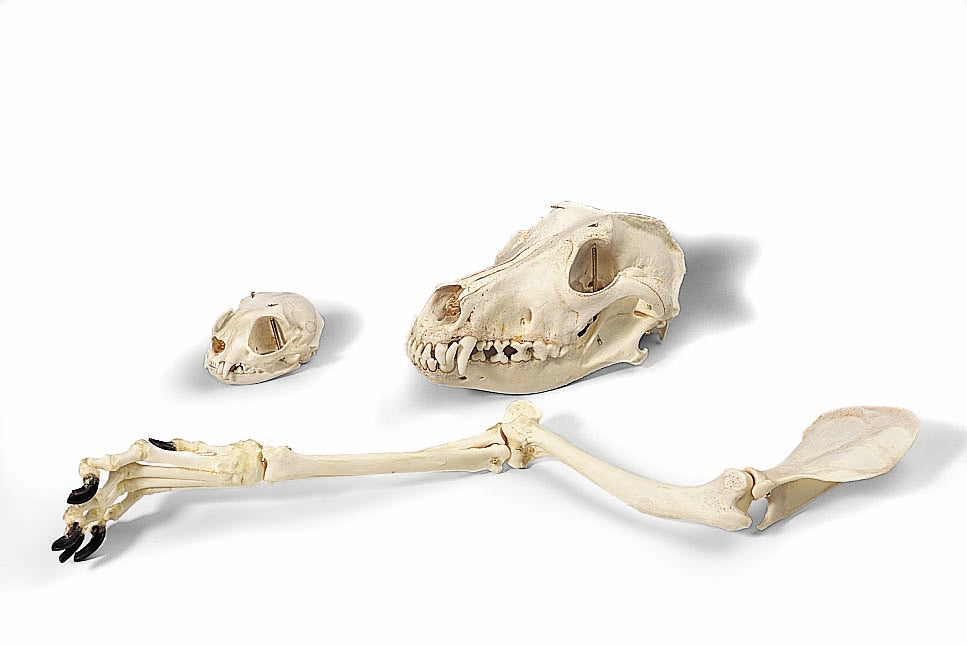 3B Dog Skull