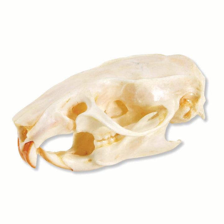 3B Rat Skull