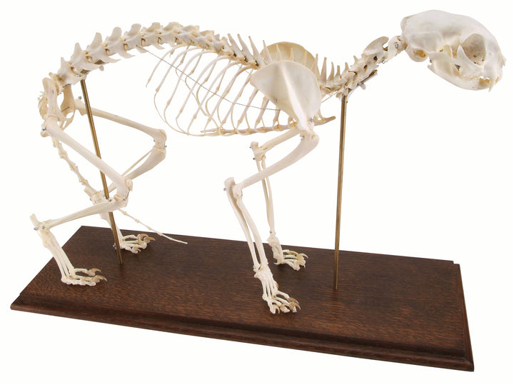 3B Cat Skeleton on Wooden Base