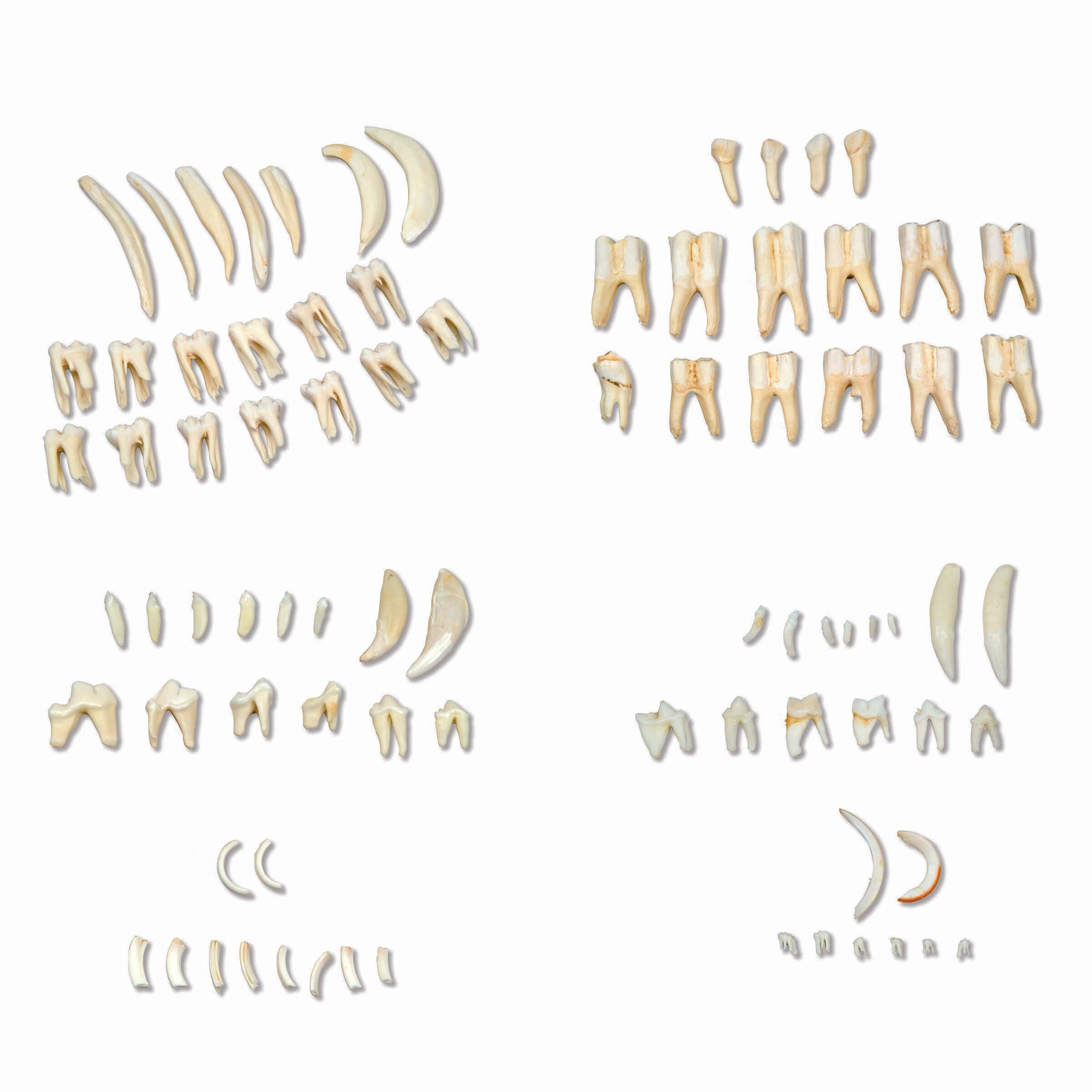 3B Types of Animal Teeth