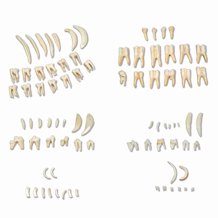 3B Types of Animal Teeth