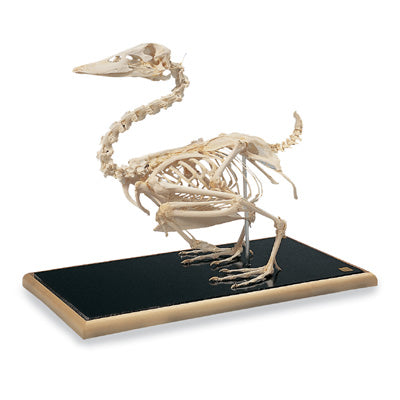 3B Duck skeleton